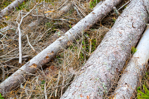 Tree trunks infested with Bark Beetles. Dangerous pest in European forest. Rotting wood is a source of carbon dioxide.