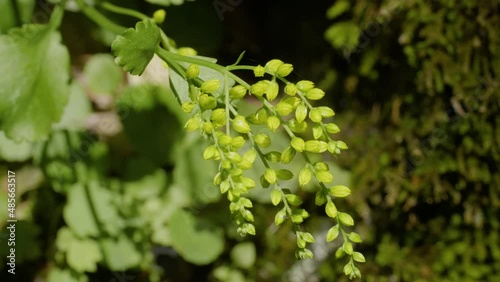 North Caucasus, Adygea. Subtropical forest. A stone covered with moss and gold drop (Umbilicus oppositifolius). photo