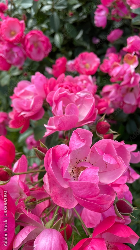 pink roses