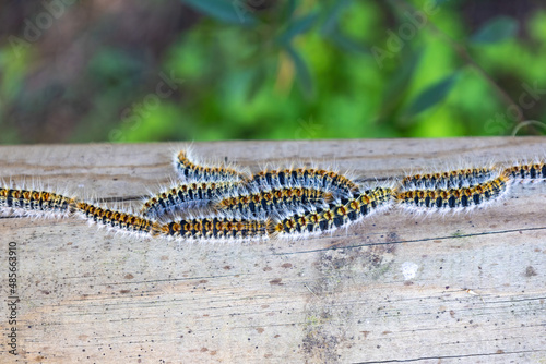 Macro photography of Pine processionary  Thaumetopoea pityocampa  with the focus on the central individual