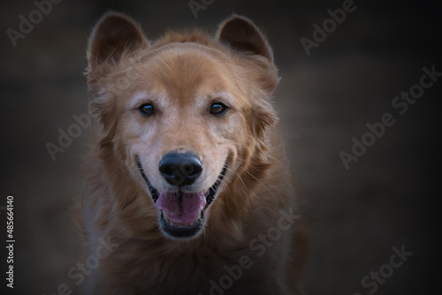 2022-02-06 CLOSE UP PORTRAIT OF A GOLDEN RETRIEVER WITH NICE DARK EYES AND DARKEN EDGES AT THE OFF LEASH PARK AT THE MARYMOOR PARK IN REDMOND WASHINGTON