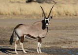One oryx standing in the Kgalagadi Transfrontier Park in South Africa