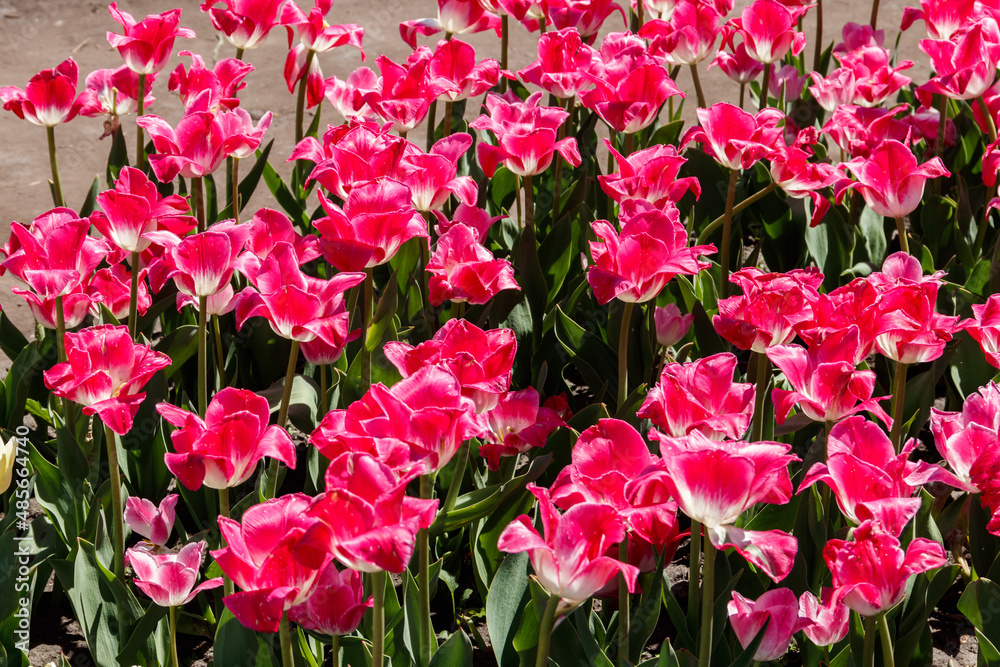 Large flowerbed of pink tulips in the park at spring