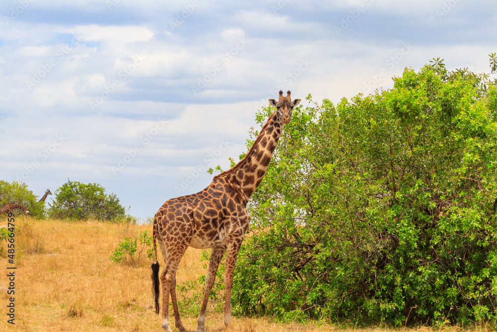 Fototapeta premium Giraffe in savanna in Serengeti national park in Tanzania. Wild nature of Tanzania, East Africa