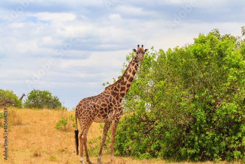 Giraffe in savanna in Serengeti national park in Tanzania. Wild nature of Tanzania  East Africa