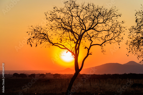 Beautiful african sunset over savannah in Tanzania