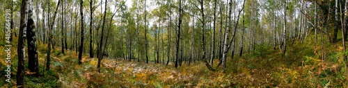 Panorama of birch forest in the mountains. In early autumn, the fern turns yellow.