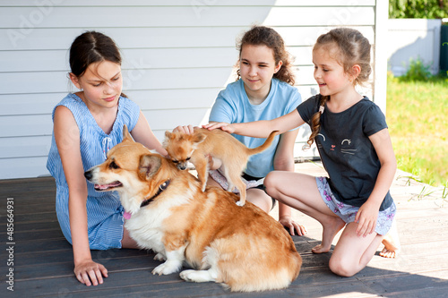 Three cute girls play with corgi and chihuahua dogs in the backyard in summer © Kiryakova Anna