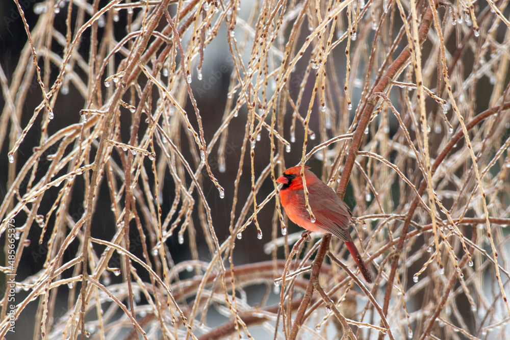 Naklejka premium cardinal on branch