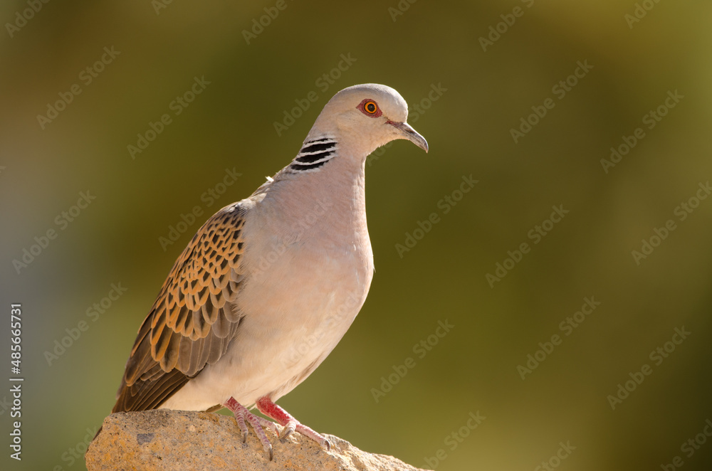 European turtle dove Streptopelia turtur. Cruz de Pajonales. Integral Natural Reserve of Inagua. Tejeda. Gran Canaria. Canary Islands. Spain. European turtle dove Streptopelia turtur. Cruz de Pajonales. Integral Natural Reserve of Inagua. Tejeda. Gran Canaria. Canary Islands. Spain.