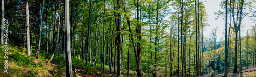 Panorama of beech forest in the mountains in autumn. Background of a distant mountain and clear sky.