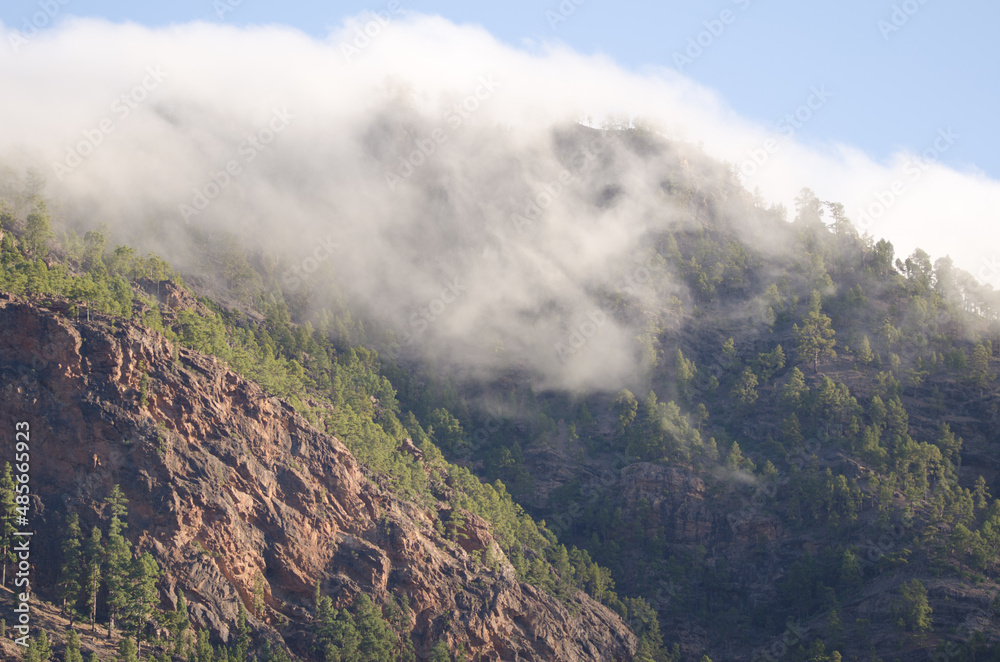 Clouds covering a forest of Canary Island pine Pinus canariensis. Integral Natural Reserve of Inagua. Tejeda. Gran Canaria. Canary Islands. Spain. Clouds covering a forest of Canary Island pine Pinus canariensis. Integral Natural Reserve of Inagua. Tejeda. Gran Canaria. Canary Islands. Spain.