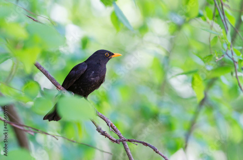 black bird sits among spring greenery