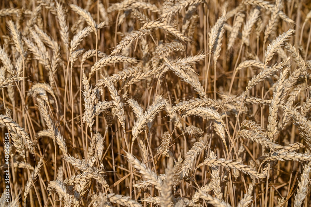 Golden wheat field in summer. Yellow ripening ears of wheat ready for harvest. Cereals. Golden wheat field in summer. Yellow ripening ears of wheat ready for harvest. Cereals.