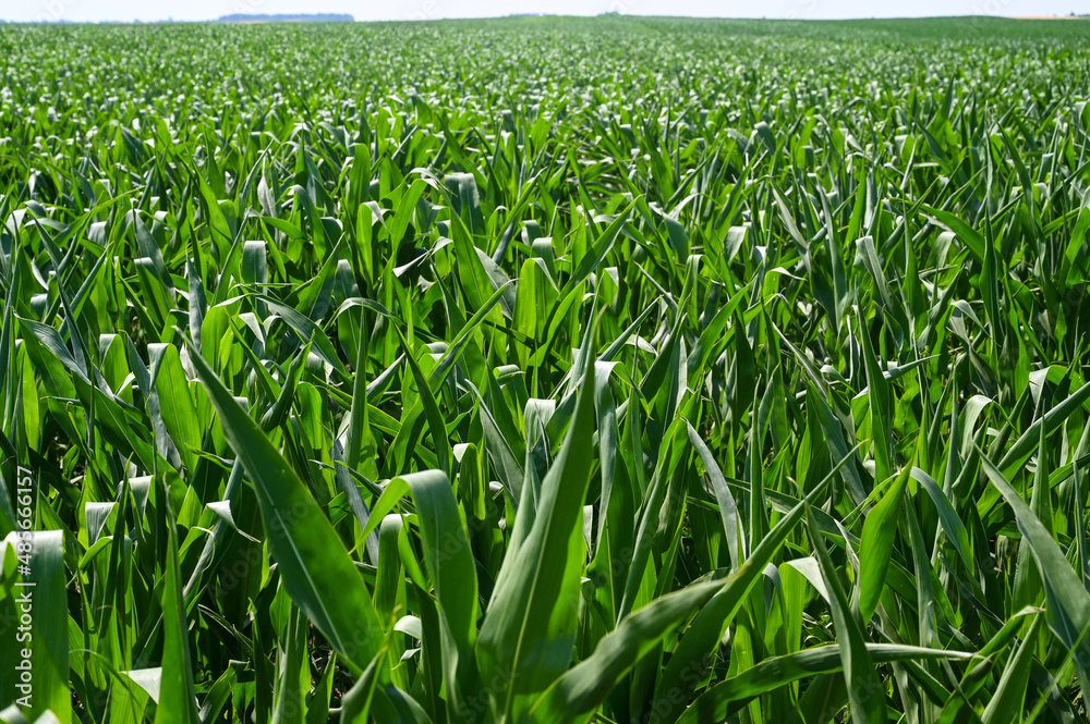 Field of corn in summer. Organic Maize field in sunny summer day. Sunny green field of corn. Agriculture.