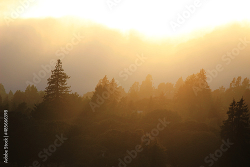 Wallpaper Mural Sunset in fog in Northern California. Torontodigital.ca