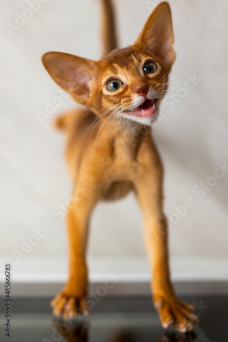 Red kitten of Abyssinian cat © bellefotos