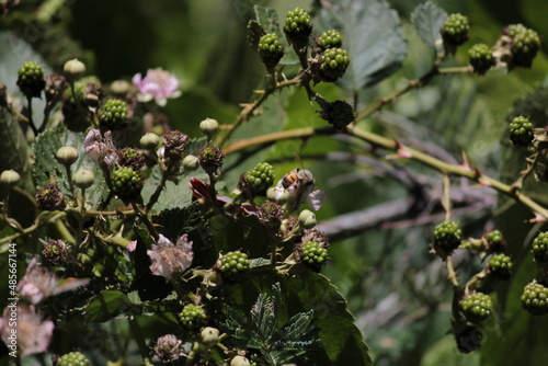 Wallpaper Mural A bee enjoys the blossom on a blackberry vine. Torontodigital.ca