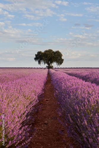 Lavender fields at sunset