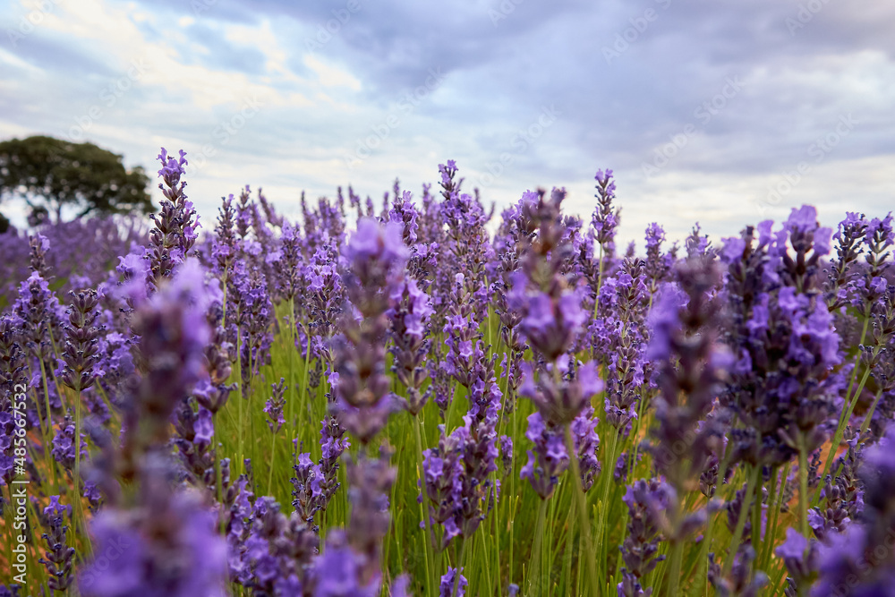 Close-up of a lavender field