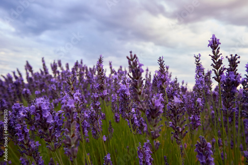Close-up of a lavender field