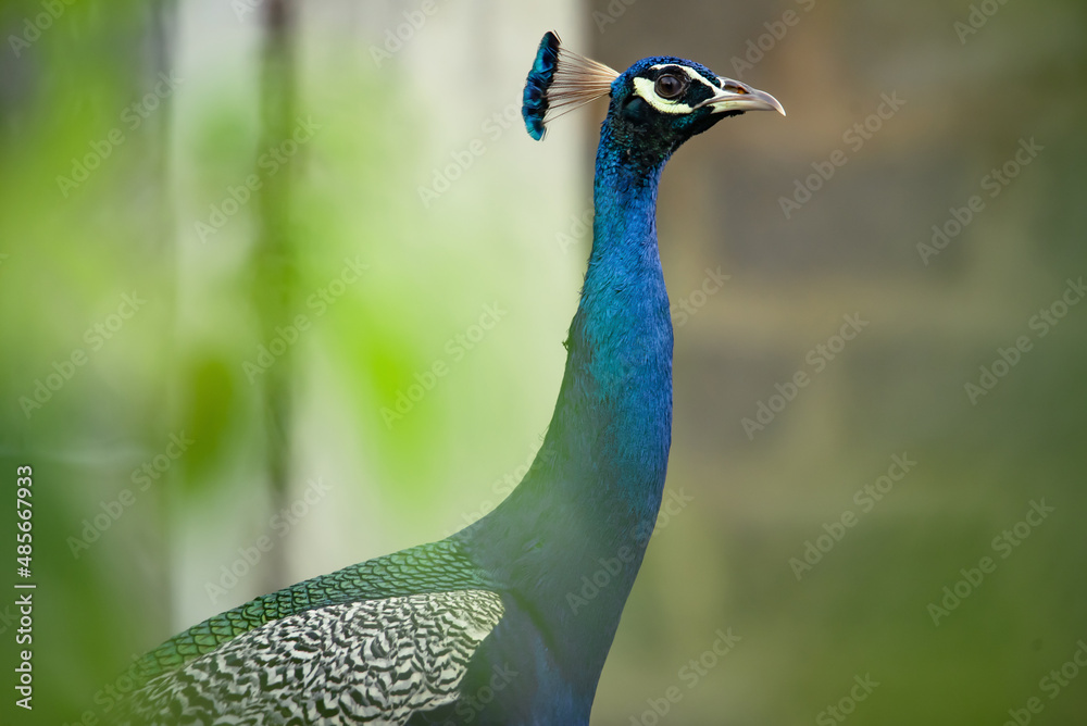 Obraz premium Indian Peafowl, Pavo cristatus, detail head portrait, blue and green exotic bird from India and Sri Lanca.