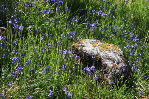 Wallpaper Mural Wildflowers in Scotland Torontodigital.ca
