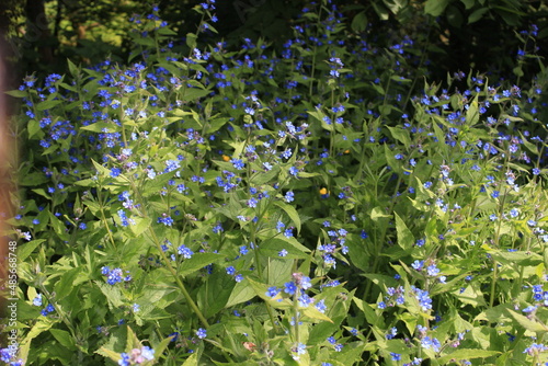 Wallpaper Mural Wildflowers in Scotland Torontodigital.ca
