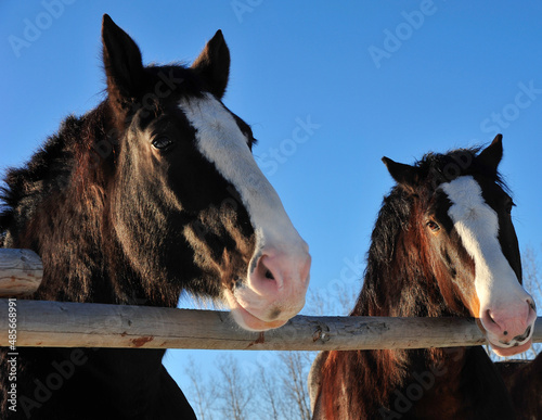 Foto Two Clydesdale horse at wooden fence at morning sunrise.