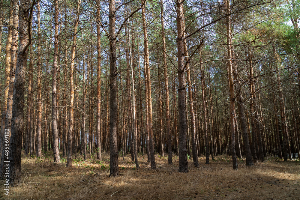Fototapeta premium Wald - Erholung vor der Haustür