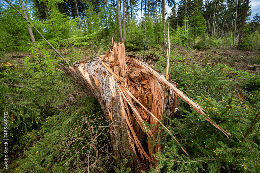 Abholzung der Bäume, wegen Borkenkäferbefall und Trockenheit. Abholzung der Bäume, wegen Borkenkäferbefall und Trockenheit.
