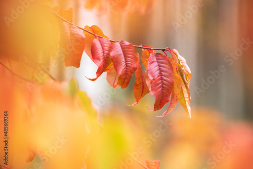 Pin cherry (Prunus pensylvanica) tree leaves in autumn colors. photo