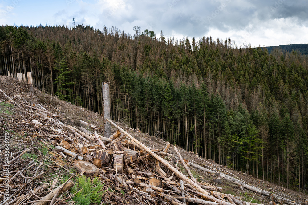 Fototapeta premium Waldschäden vor allem in Nadelwäldern durch mehrere Jahre mit sehr wenig Niederschlag verbunden mit einer extremen Borkenkäferplage