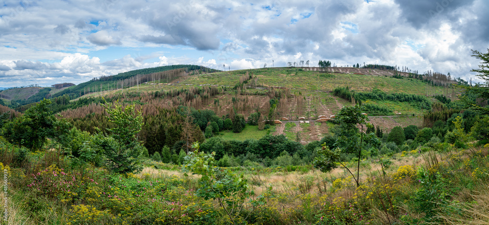 Waldschäden vor allem in Nadelwäldern durch mehrere Jahre mit sehr wenig Niederschlag verbunden mit einer extremen Borkenkäferplage Waldschäden vor allem in Nadelwäldern durch mehrere Jahre mit sehr wenig Niederschlag verbunden mit einer extremen Borkenkäferplage