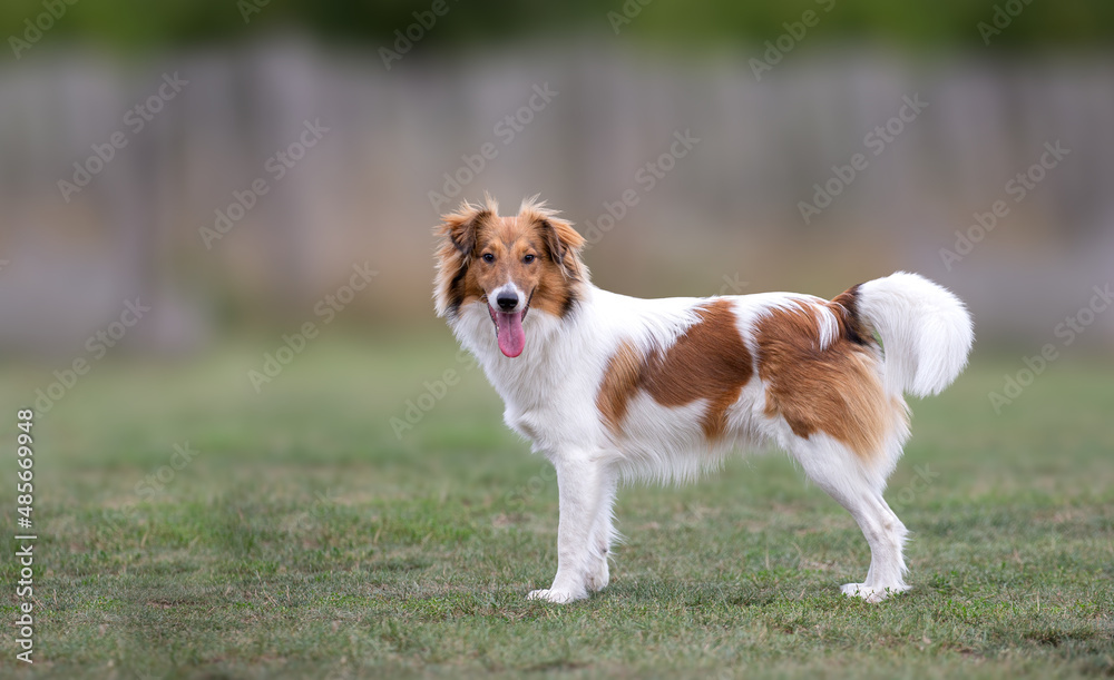Cute young sheltie dog standing and looking at camera