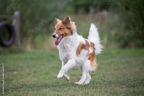 cute Sheltie dog playing on the grass