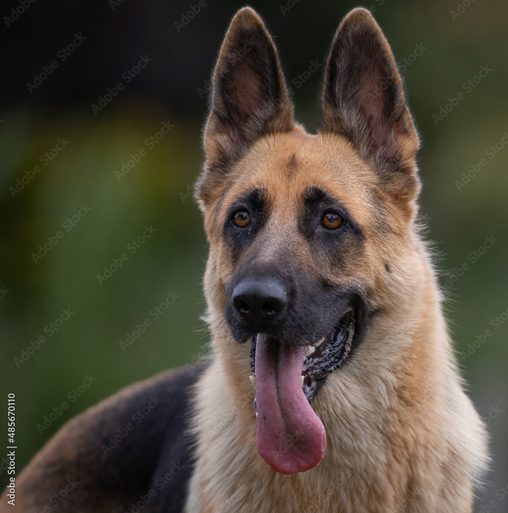 German shepard with ears up and tongue out German shepard with ears up and tongue out