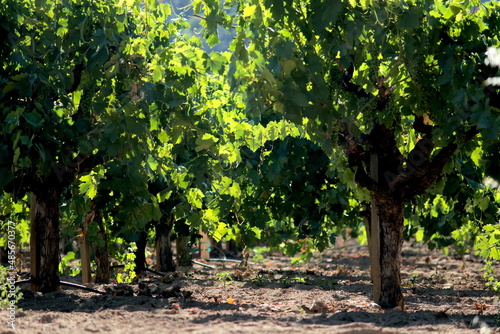 Wallpaper Mural California Vineyard Torontodigital.ca