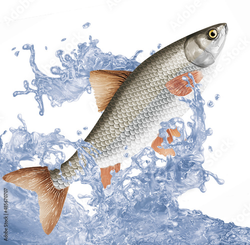 poisson , vandoise  , perche, pêche, animal, isolé, aliment, giclée, eau, nature, attraper, blanc, ailette, comestible, vague, sauter, douce, fleuve, lac, aquarium, queue, frais, écaillée, brut, mer,  photo