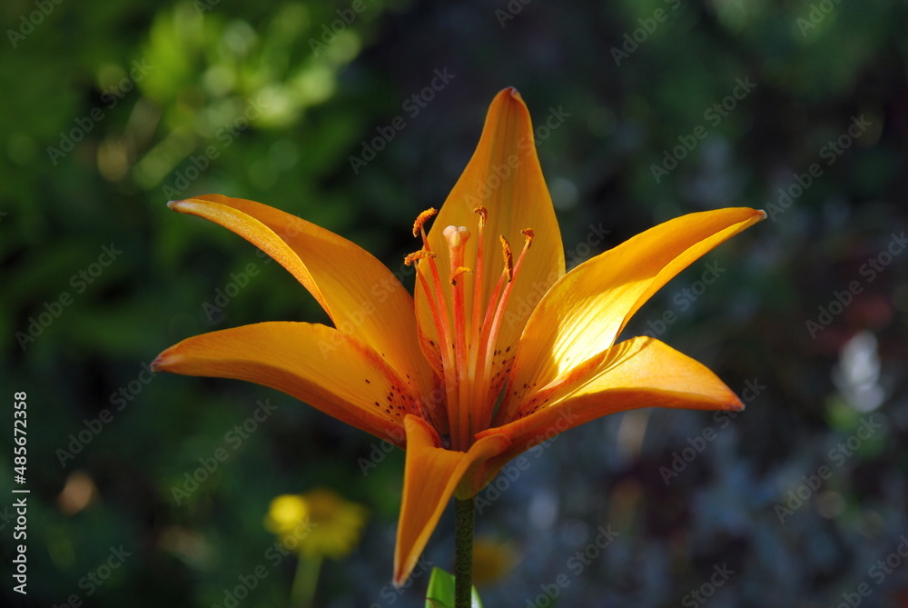 Obraz premium Lanceolate lily of orange color. A large flower of bright orange color has blossomed with six elongated petals. In the center there are stamens and a large pistil.