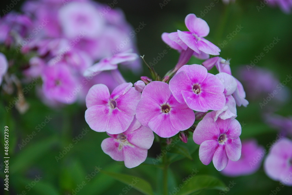 Light pink phlox on a green background. Pale pink flowers rose and blossomed on a long green stem. The flowers are medium-sized with five diamond-shaped leaves. Some flowers are still closed in buds.