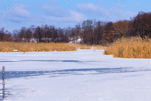 Winter landscape by the lake with phragmites and trees background. ice on the river, Common reed. on the river bank. behind a group of reeds by the lake in winter. Frozen, on a cold winter day. focus © Oleksandr Filatov