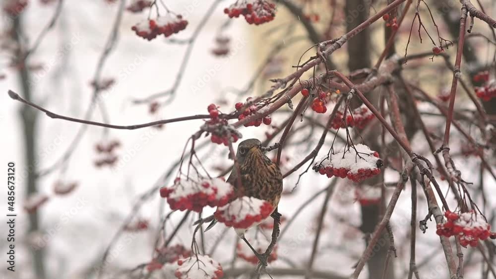 A fieldfare is member of the thrush family Turdidae. A flock of thrush birds flew to a rowan tree in winter and eats red ripe berries. Migratory birds. close-up. FullHD A fieldfare is member of the thrush family Turdidae. A flock of thrush birds flew to a rowan tree in winter and eats red ripe berries. Migratory birds. close-up. FullHD