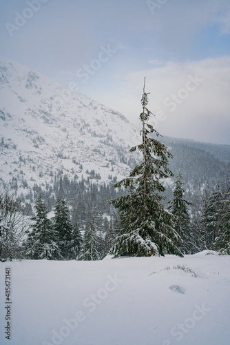 Winter Landscape Snow covered larch trees on a slope against the mountains © volf anders