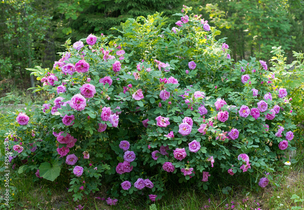 a huge bush blooming with pink roses