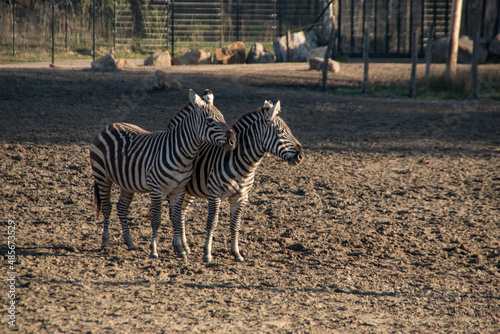 Zebra photo