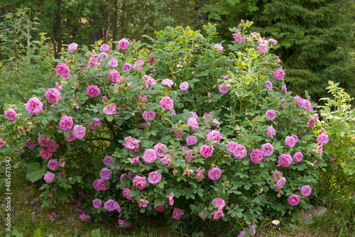 huge rosehip bush, wild rose, pink roses in the fresh greenery of the bush