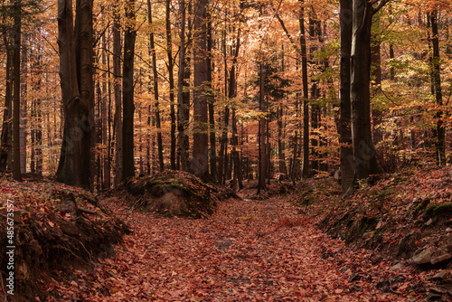 Fototapeta Naklejka Na Ścianę i Meble -  The beauty of nature in the forest