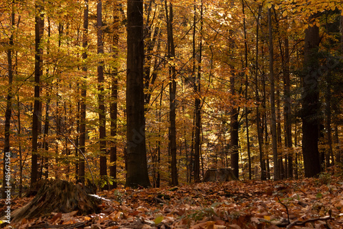 Fototapeta Naklejka Na Ścianę i Meble -  The beauty of nature in the forest