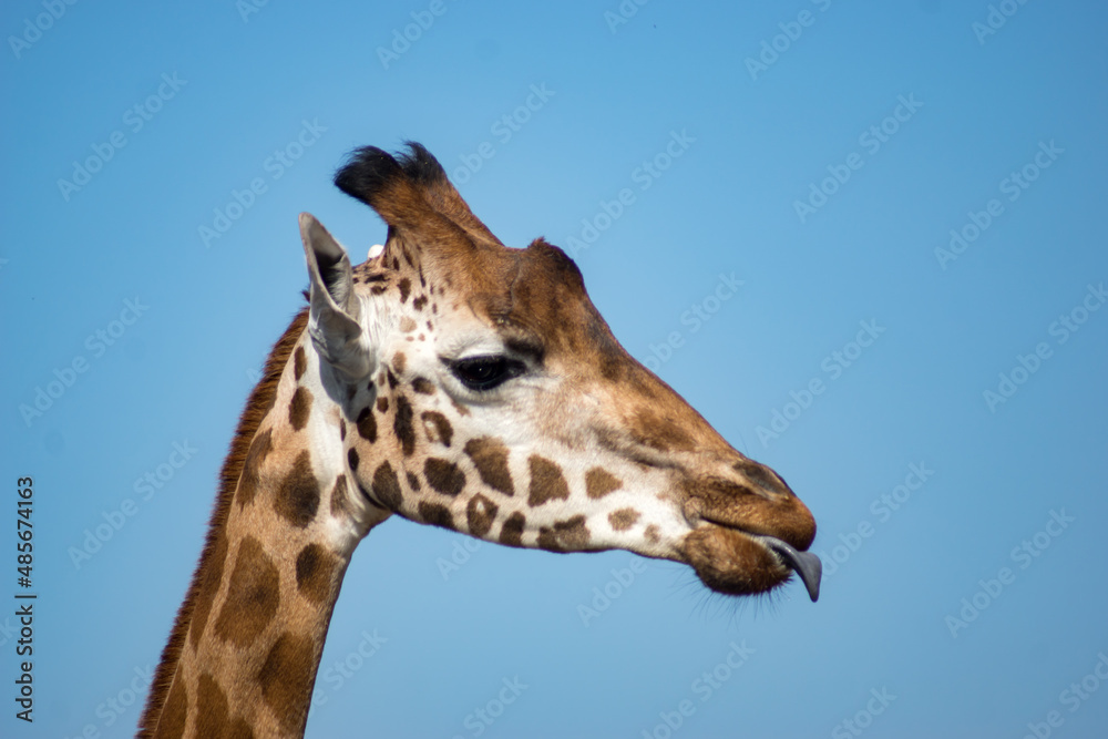 giraffe giraffe